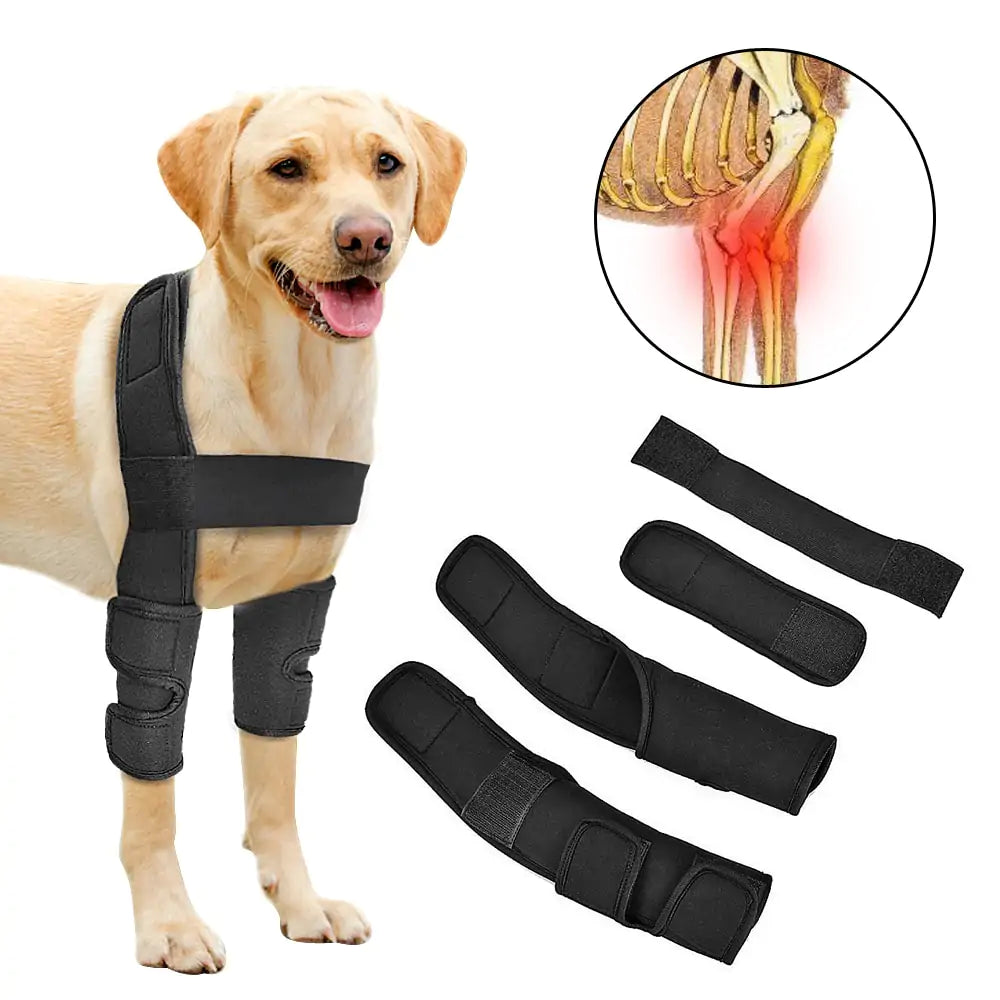 Pet Leg Support Fair Prices Online