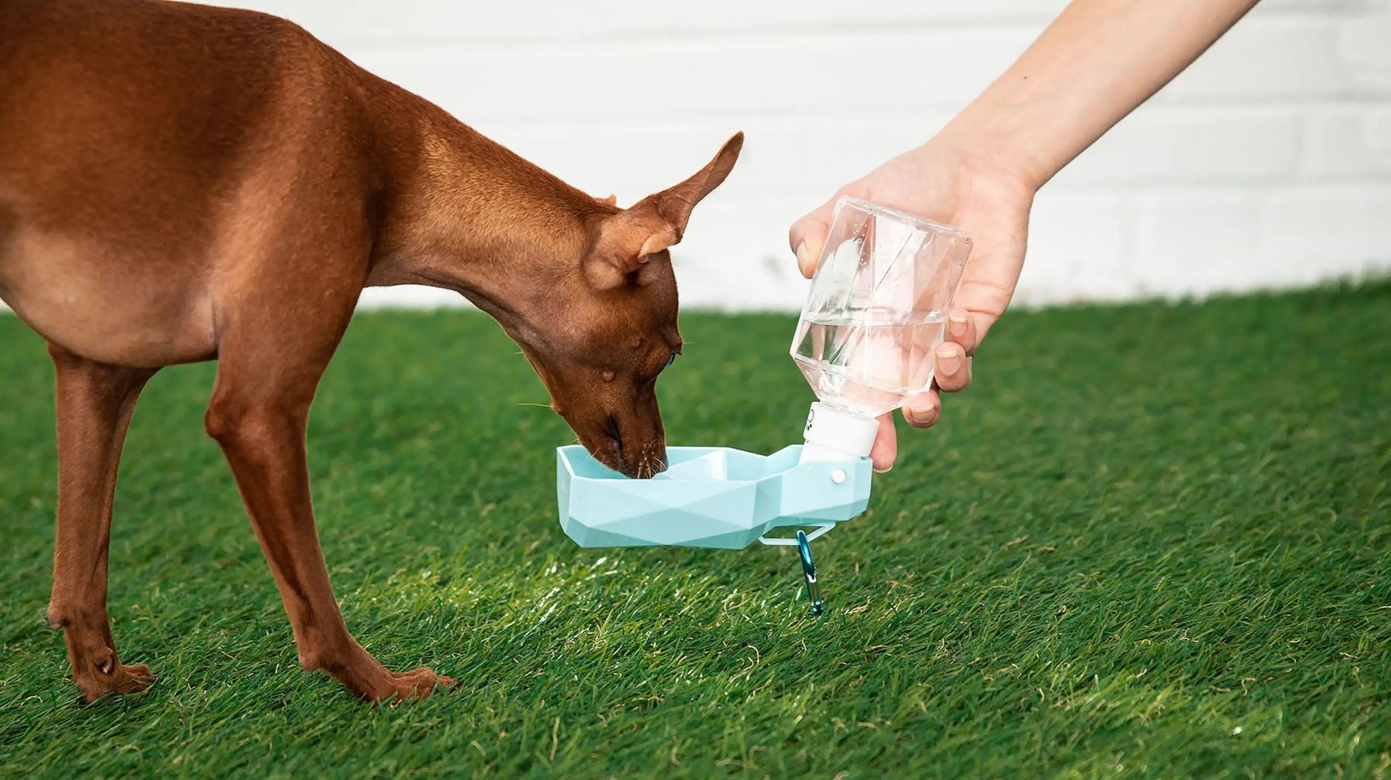 Pet Water Bottle Fair Prices Online