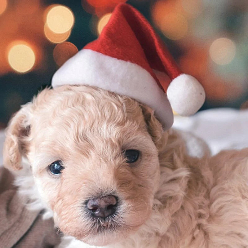 Christmas Pet Santa Hat Fair Prices Online