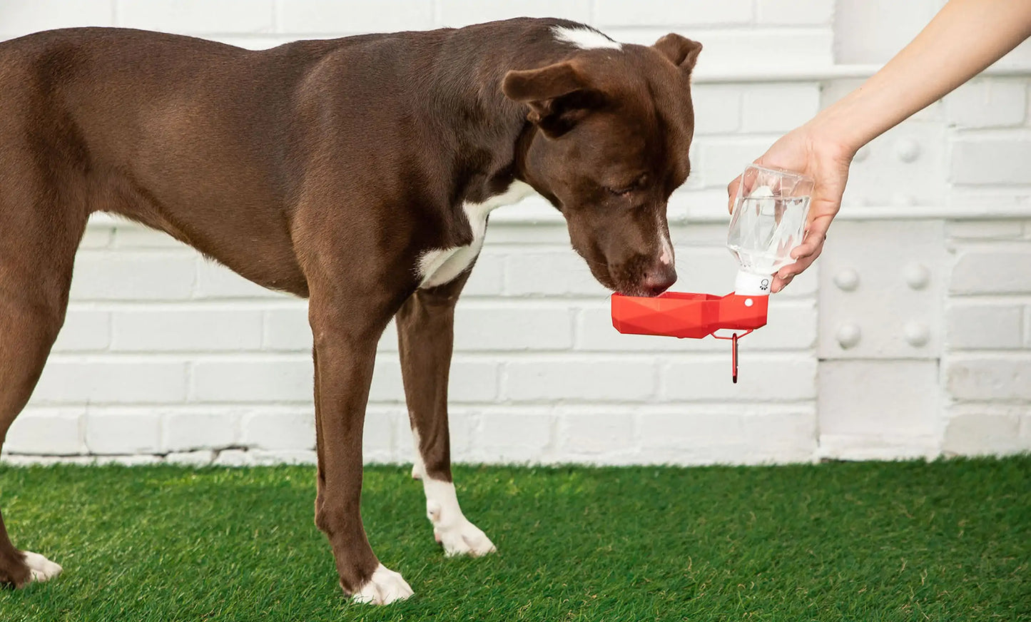 Pet Water Bottle Fair Prices Online