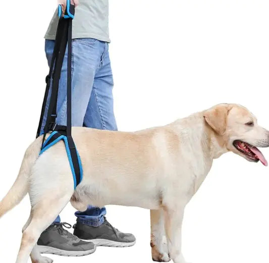 Pet Leg Support Fair Prices Online