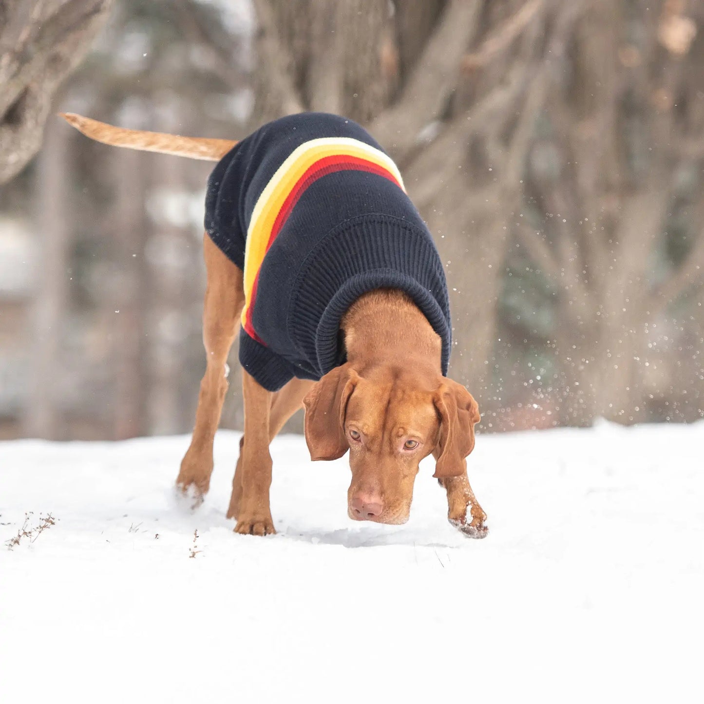 Navy Retro Knit Dog Sweater Fair Prices Online