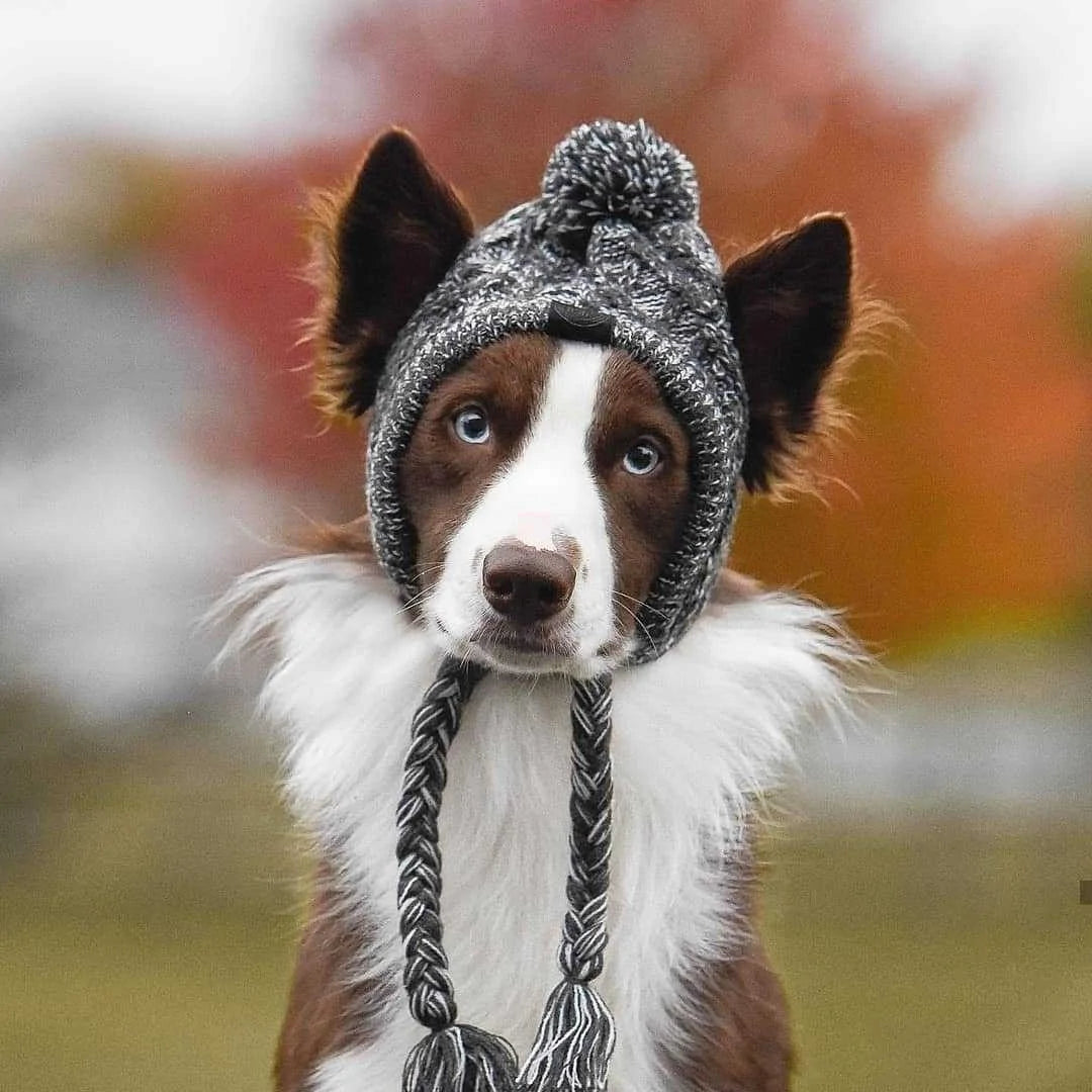 Warm Winter Pet Hat Fair Prices Online