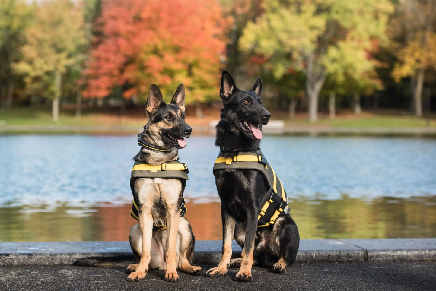 Army Dog Vest Fair Prices Online